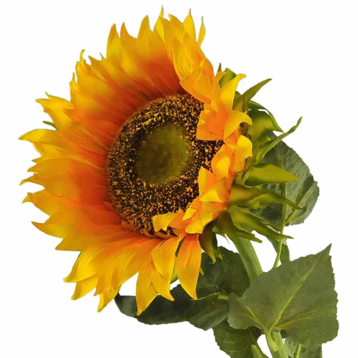 Fiore Girasole Maxi S Flover x1 | Gicos