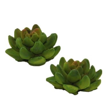 Piantine Grasse Verdi in Set 2 Pezzi | Rossi Rosa