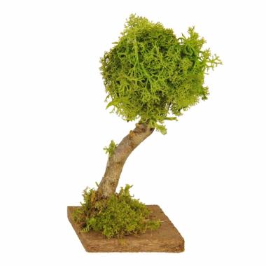 Albero Fusto Legno e Lichene Verde con Base cm.15 | Rossi Rosa