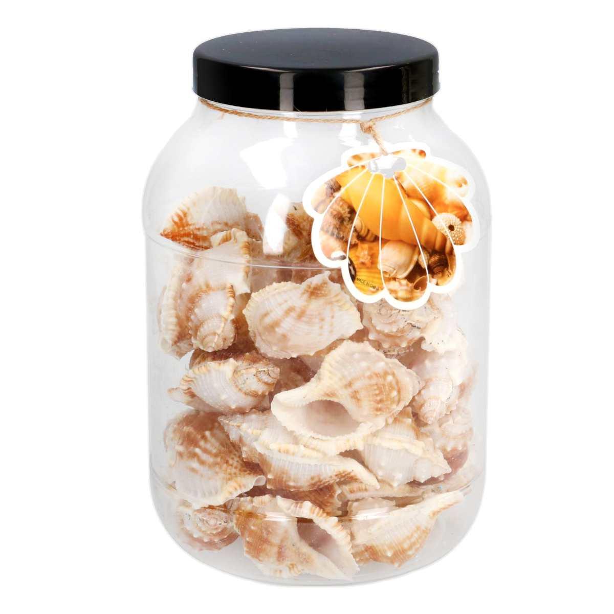 Decorazione Mare Conchiglie pz.40 | Vacchetti