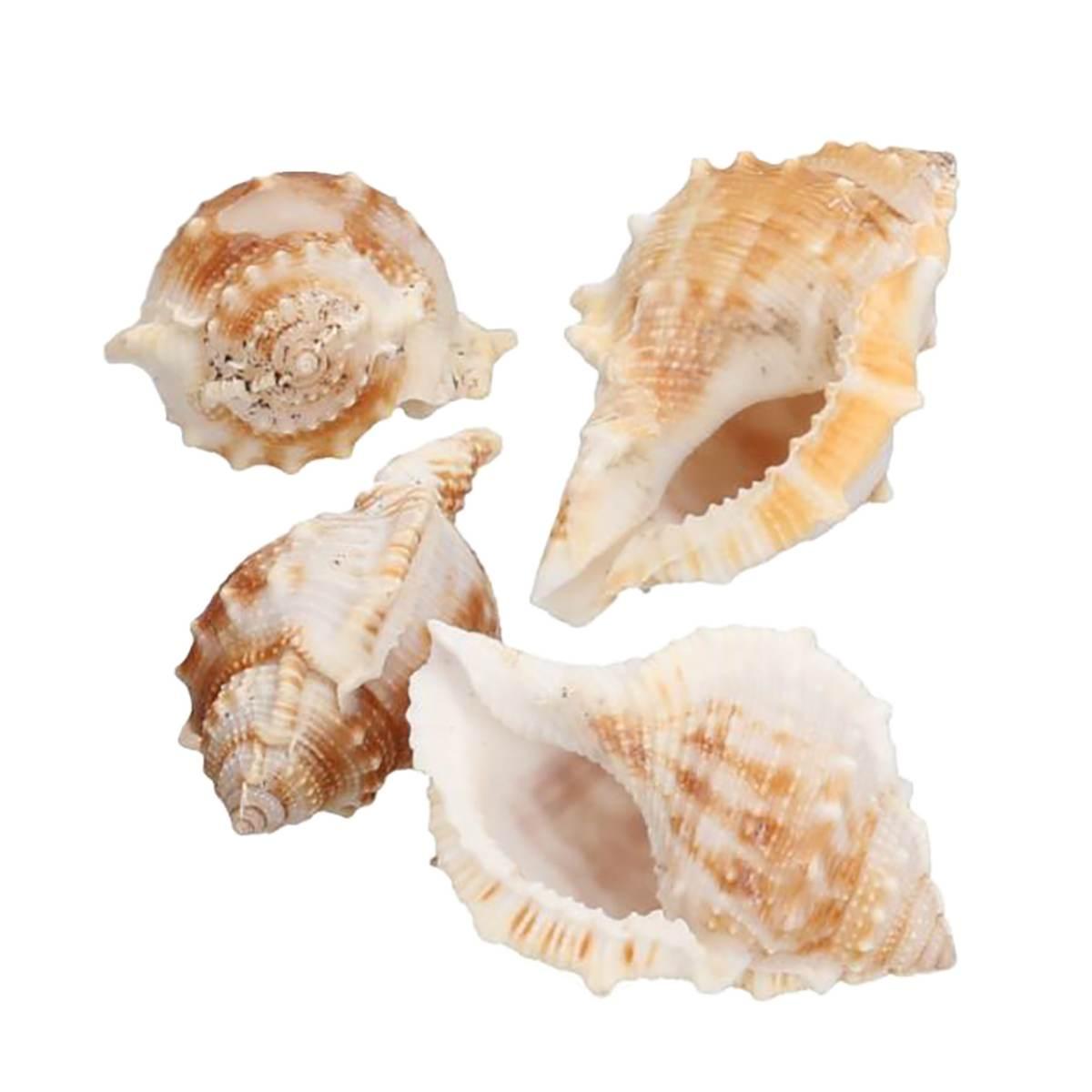 Decorazione Mare Conchiglie pz.40 | Vacchetti