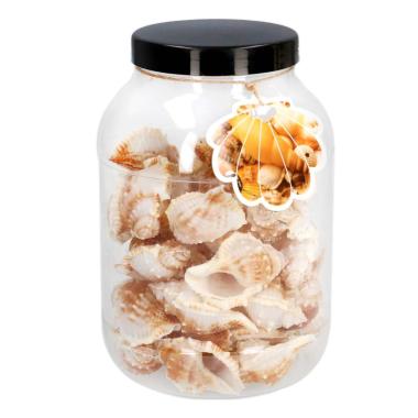 Decorazione Mare Conchiglie pz.40 | Vacchetti