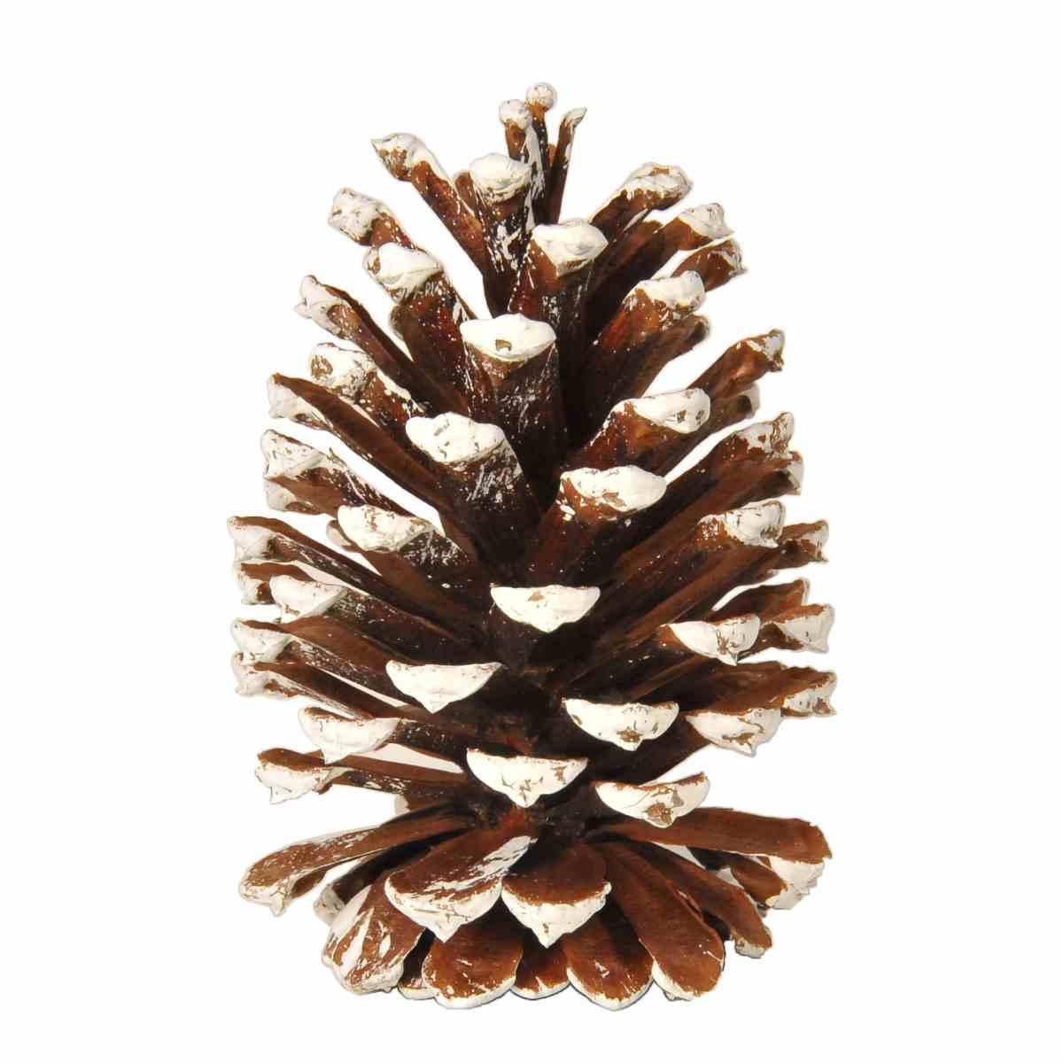 Pigna Naturale Innevata m.12 Set pz.18 |M2 Store