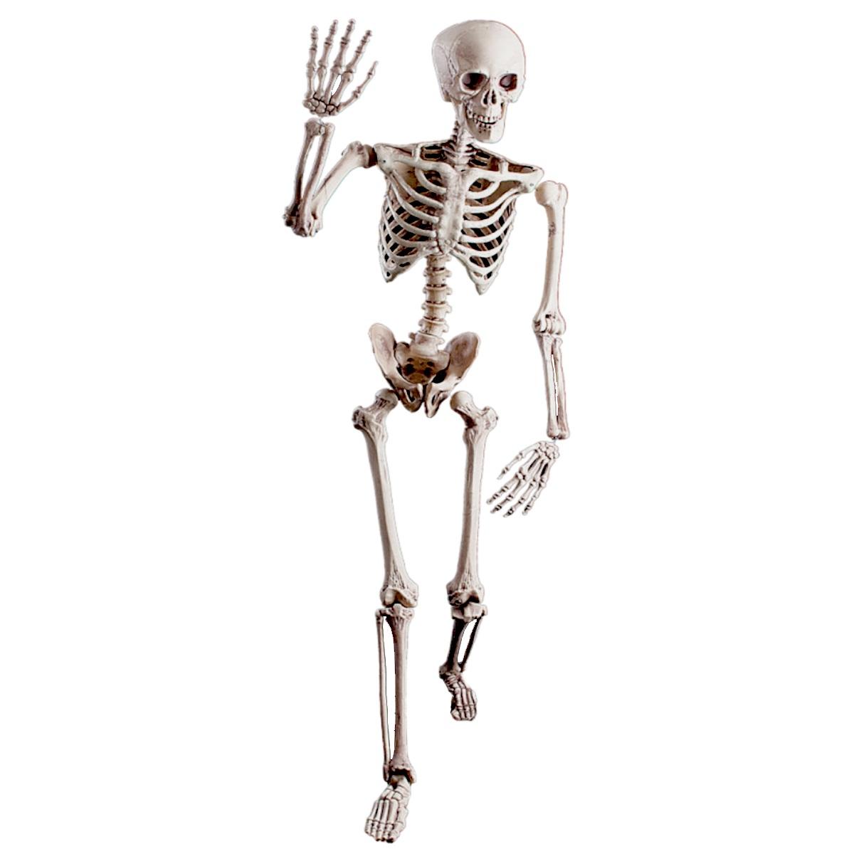 Scheletro Snodabile cm.40 |Guirca