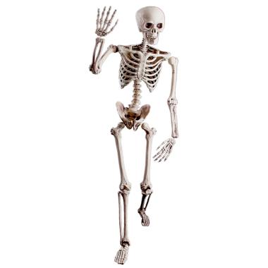 Scheletro Snodabile cm.40 |Guirca
