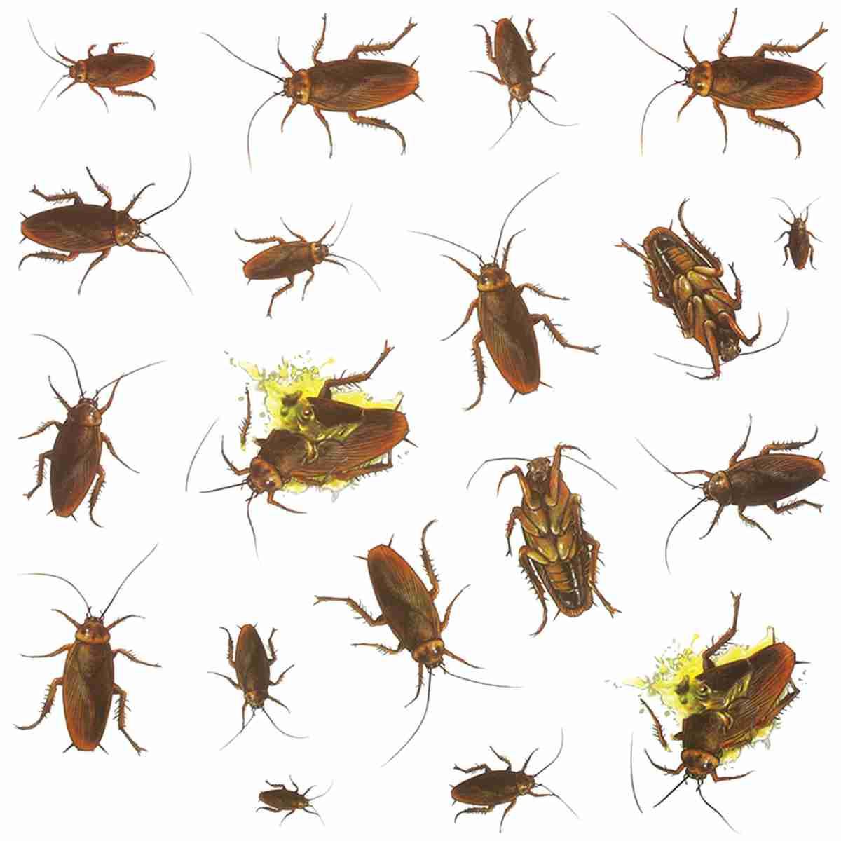 Decorazione Halloween Adesiva Scarafaggi |Guirca