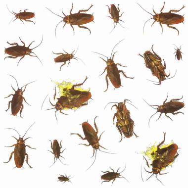 Decorazione Halloween Adesiva Scarafaggi |Guirca