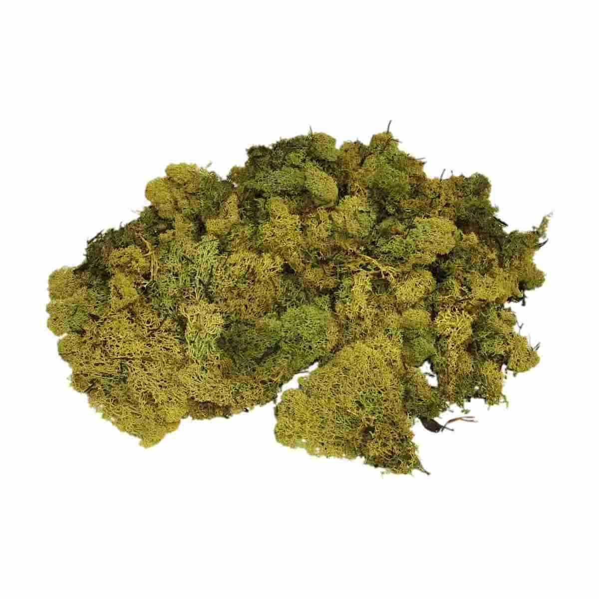 Lichene Sintetico Verde gr.30 | M2 Store