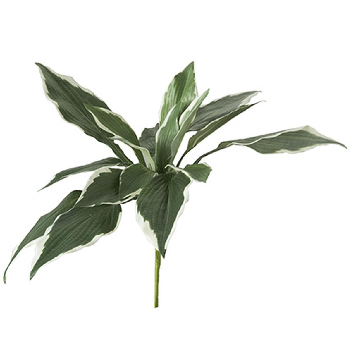 Fiore Ciuffo hosta Verde cm.45 | Montemaggi