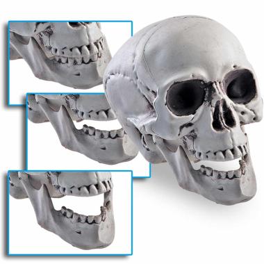 Teschio con Mandibola Mobile cm.15 |Carnival Toys