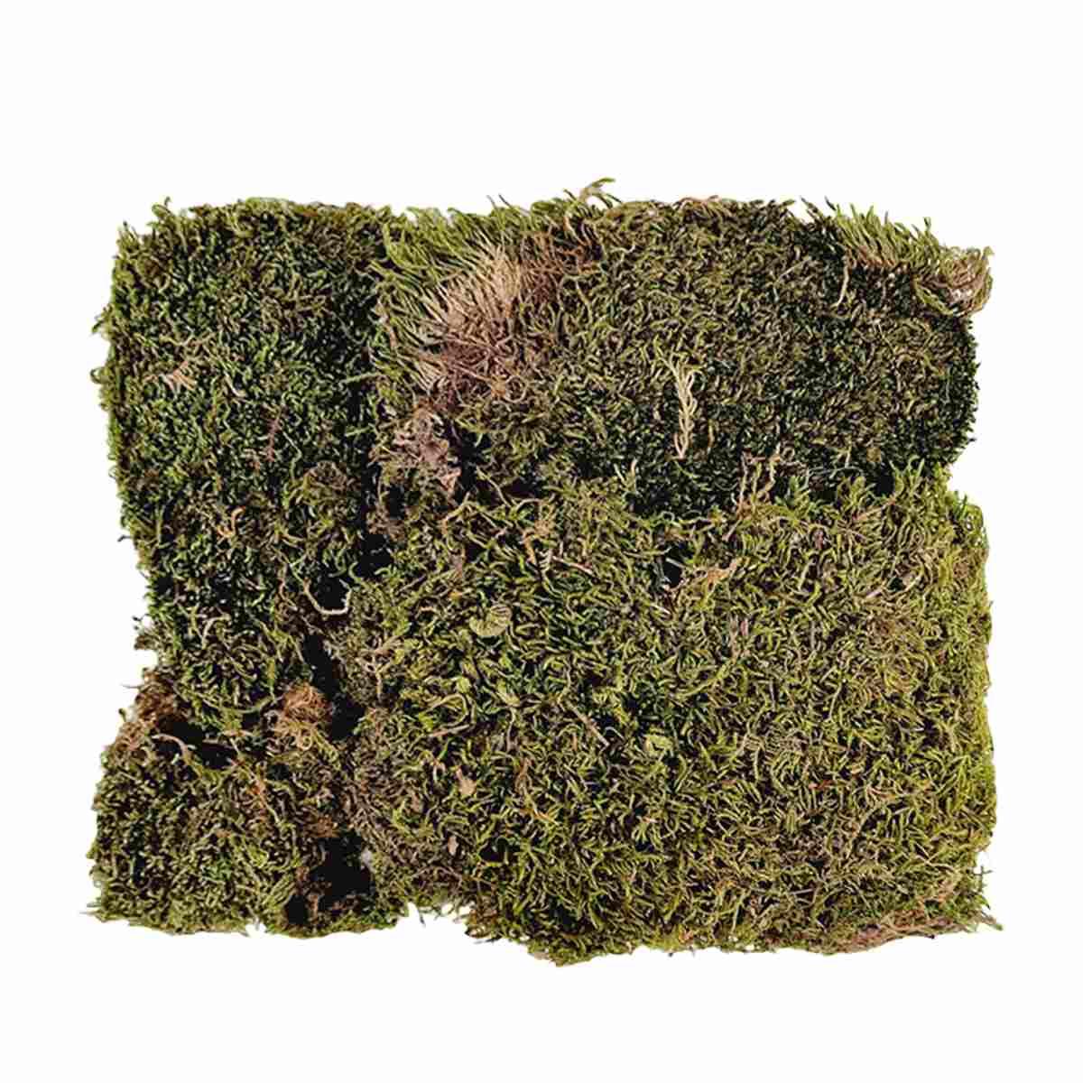 Muschio Naturale Verde Lux Essiccato Busta gr.150 | M2 Store