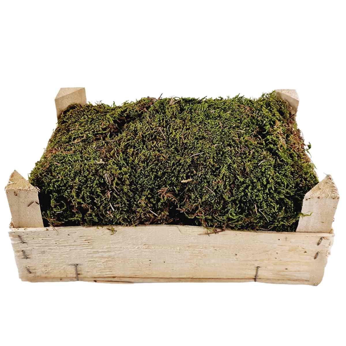 Cassetta Muschio Verde Lux Essiccato da gr.500 | M2 Store