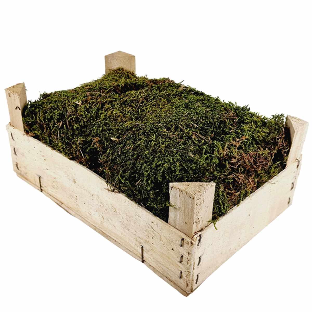 Cassetta Muschio Verde Lux Essiccato da gr.500 | M2 Store