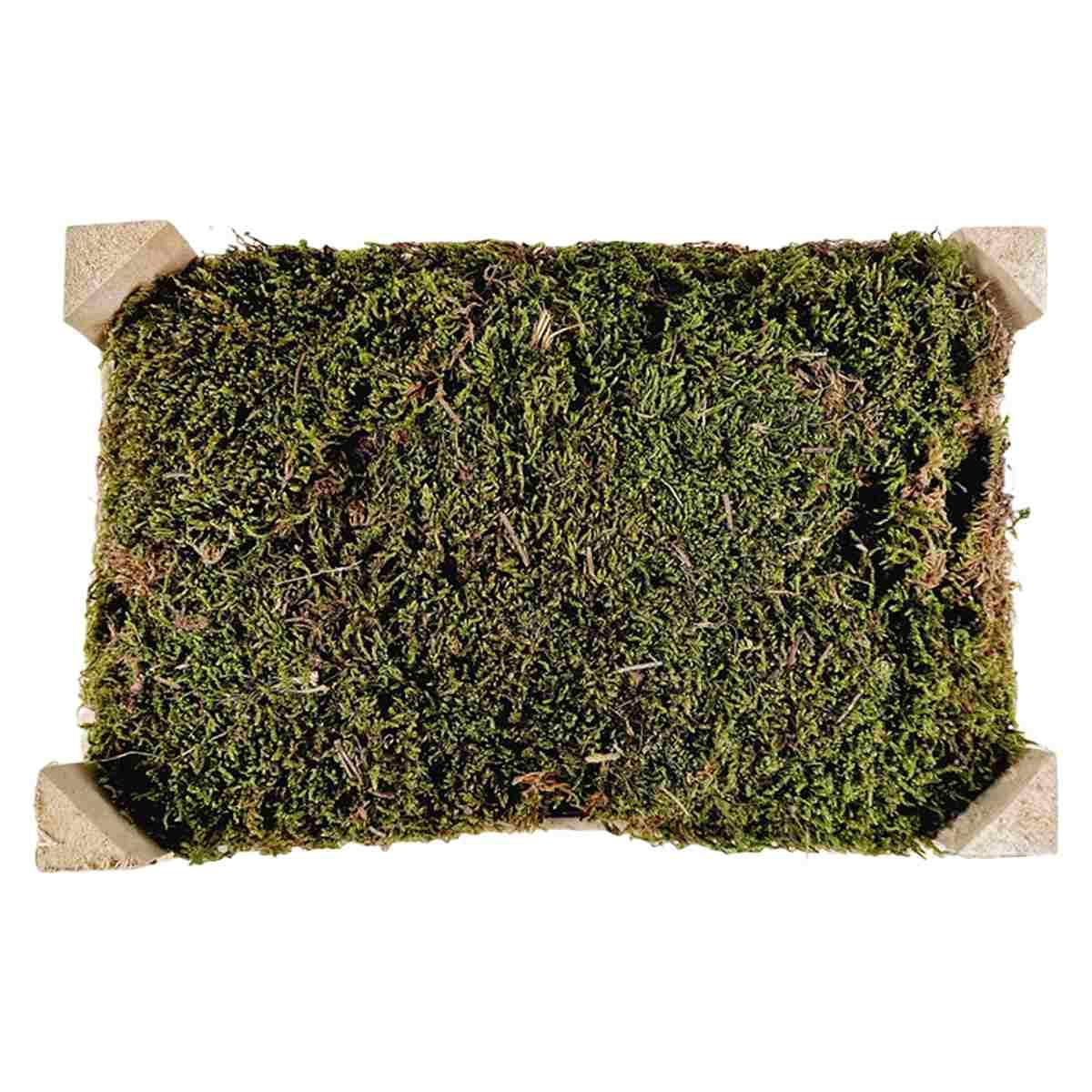 Cassetta Muschio Verde Lux Essiccato da gr.500 | M2 Store