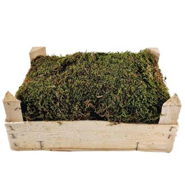 Cassetta Muschio Verde Lux Essiccato da gr.500 | M2 Store