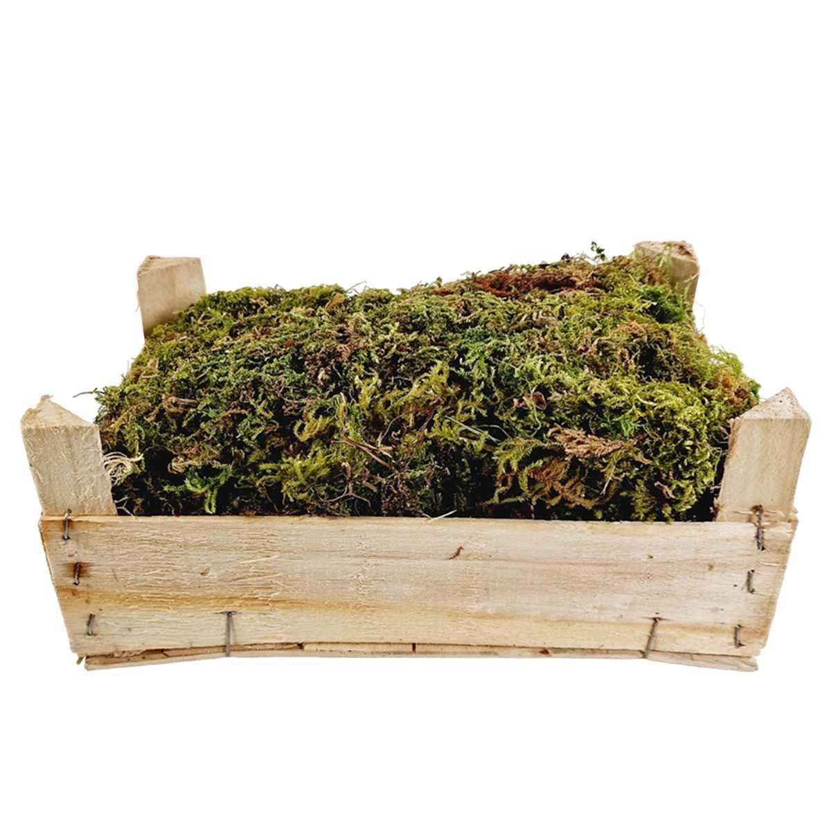 Cassetta muschio verde essiccato gr.150 | M2 Store