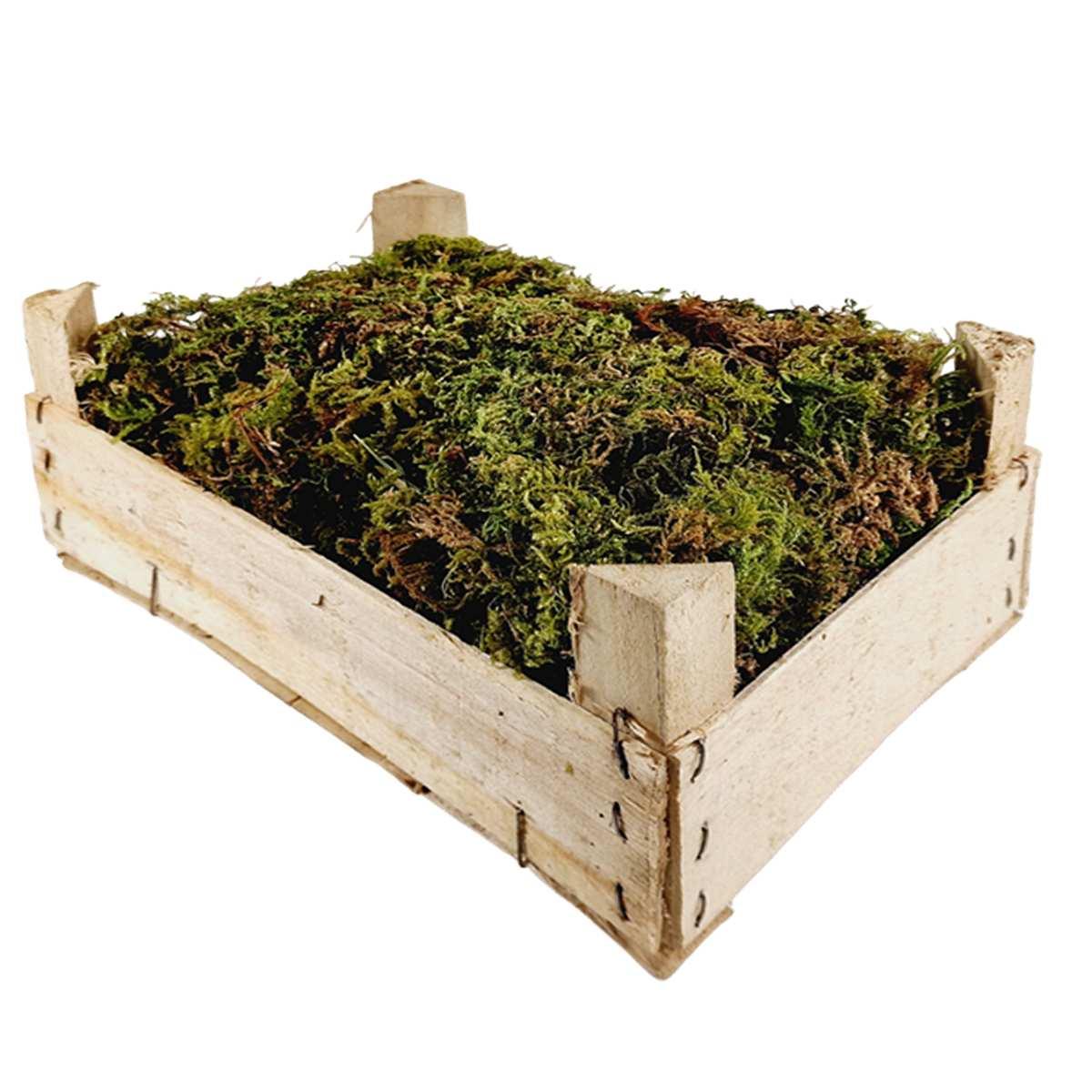 Cassetta muschio verde essiccato gr.150 | M2 Store