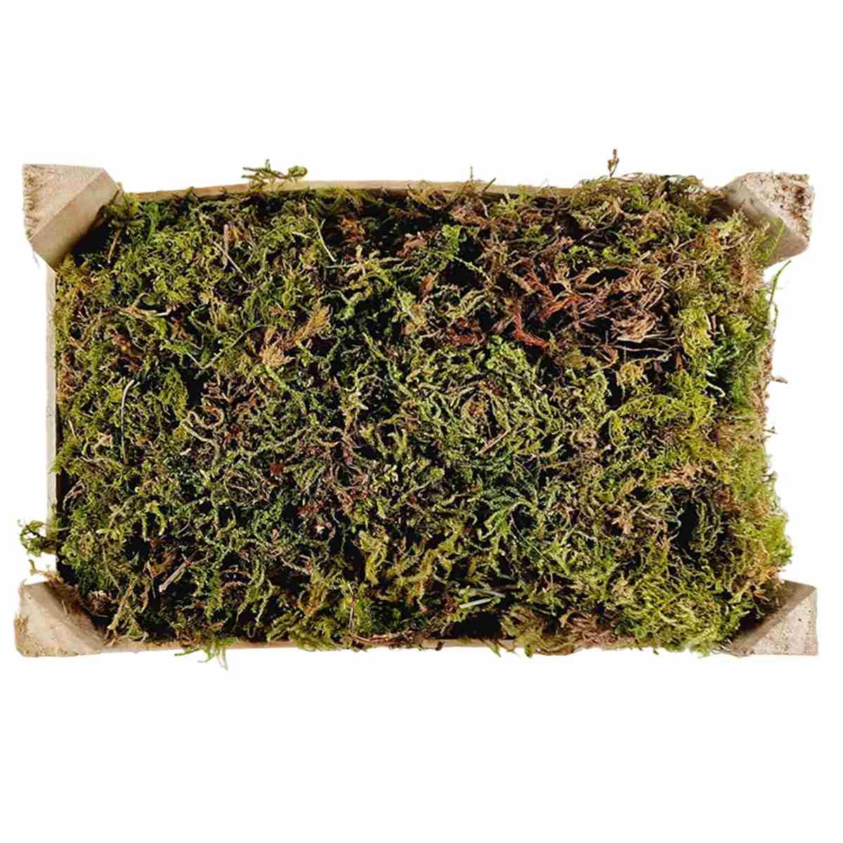 Cassetta muschio verde essiccato gr.150 | M2 Store