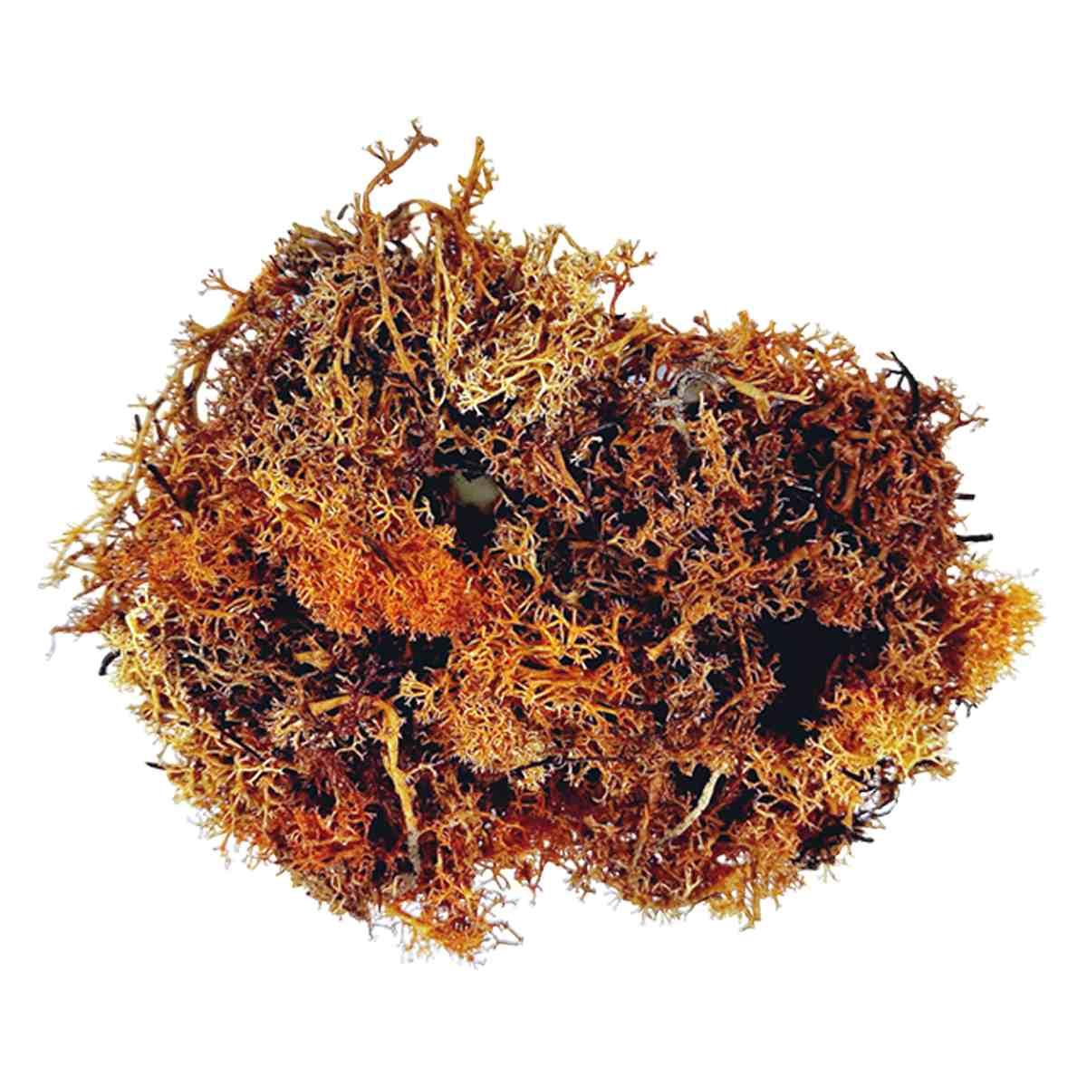 Lichene Sintetico Marrone Ruggine gr.30 | M2 Store