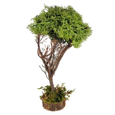 Albero Lichene Verde con Base Legno cm.h20 Artigianale per il | M2 Store