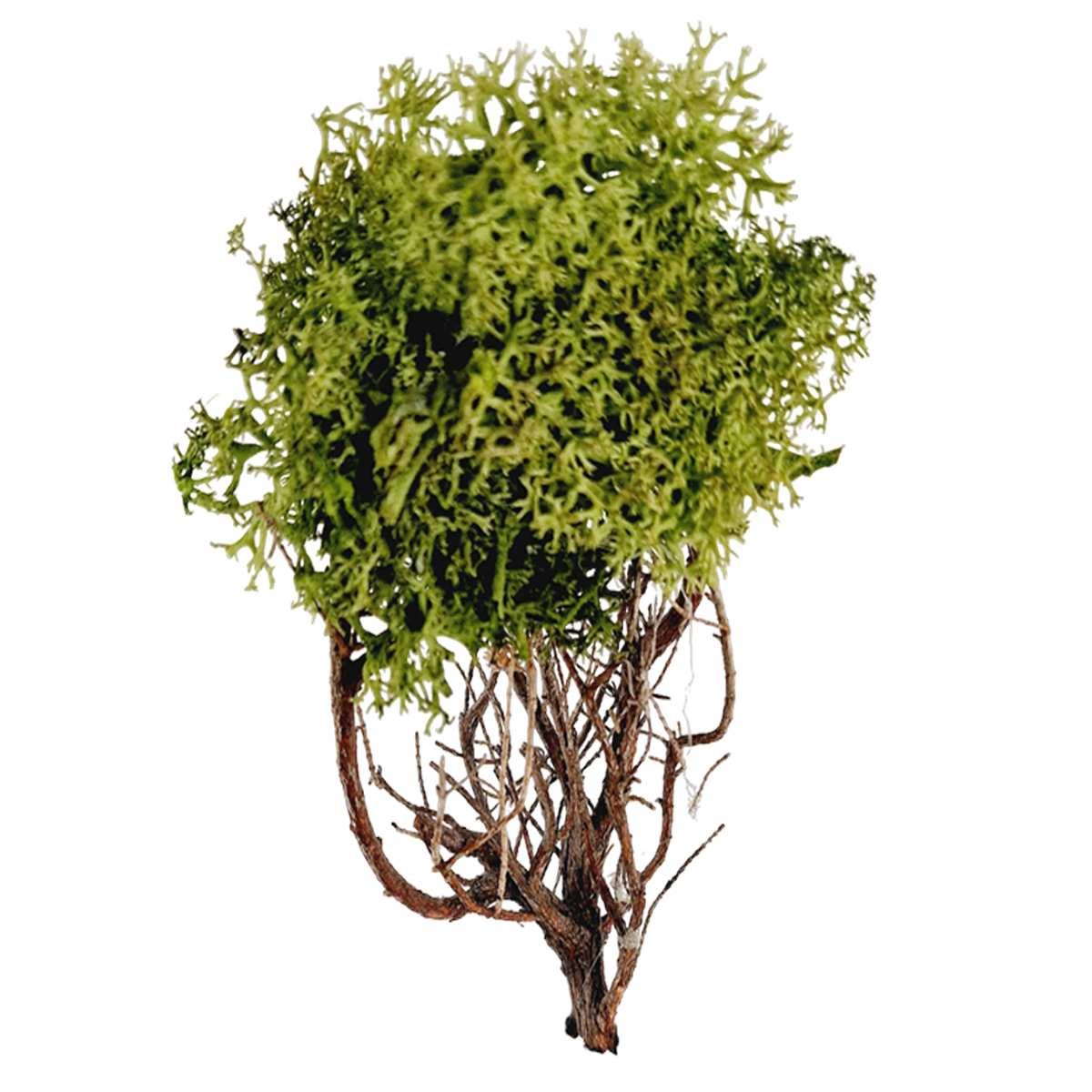 Albero di Lichene Verde Legno cm.h16 | M2 Store