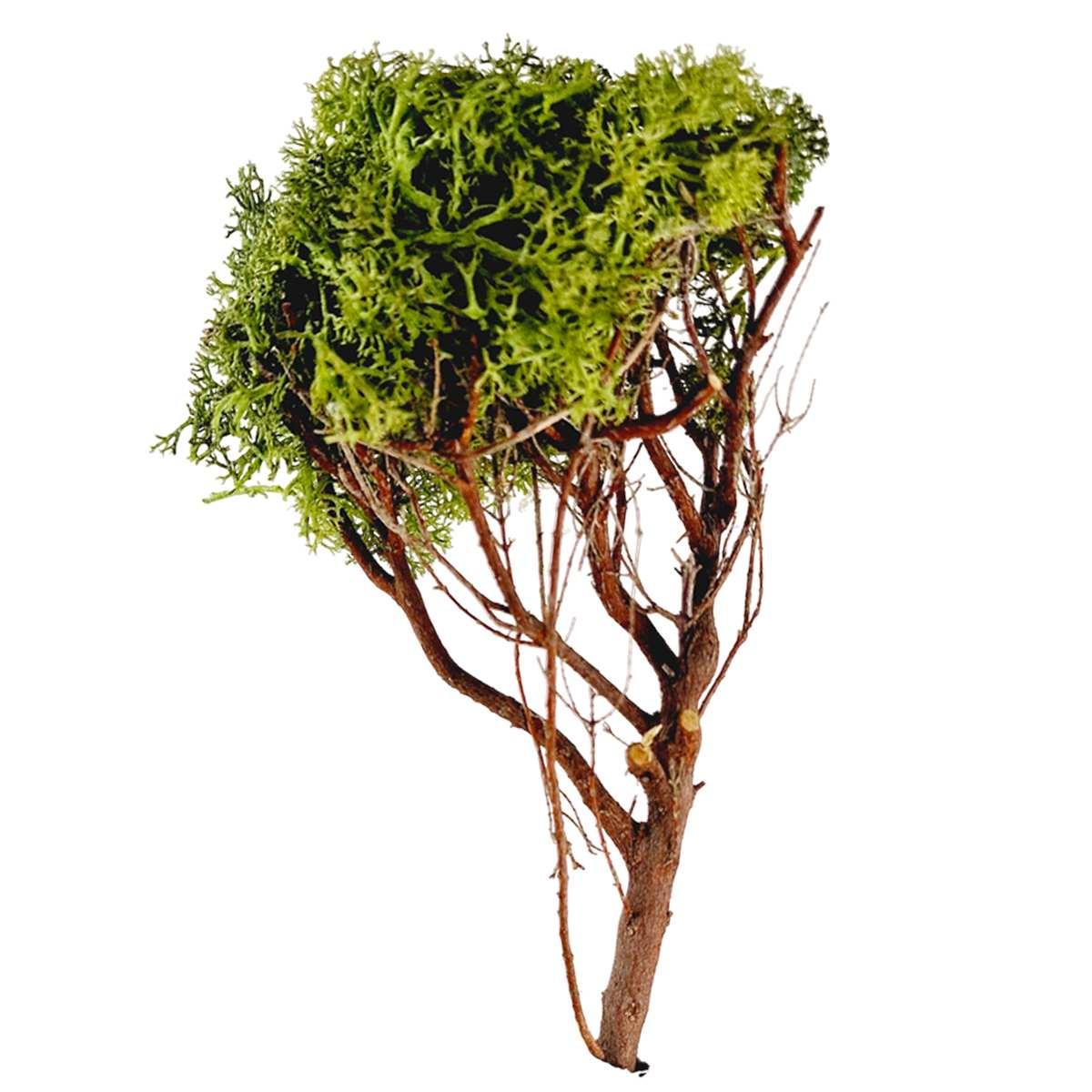 Albero di Lichene Verde Legno cm.h16 | M2 Store