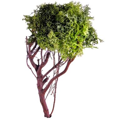 Albero di Lichene Verde Legno cm.h16 | M2 Store