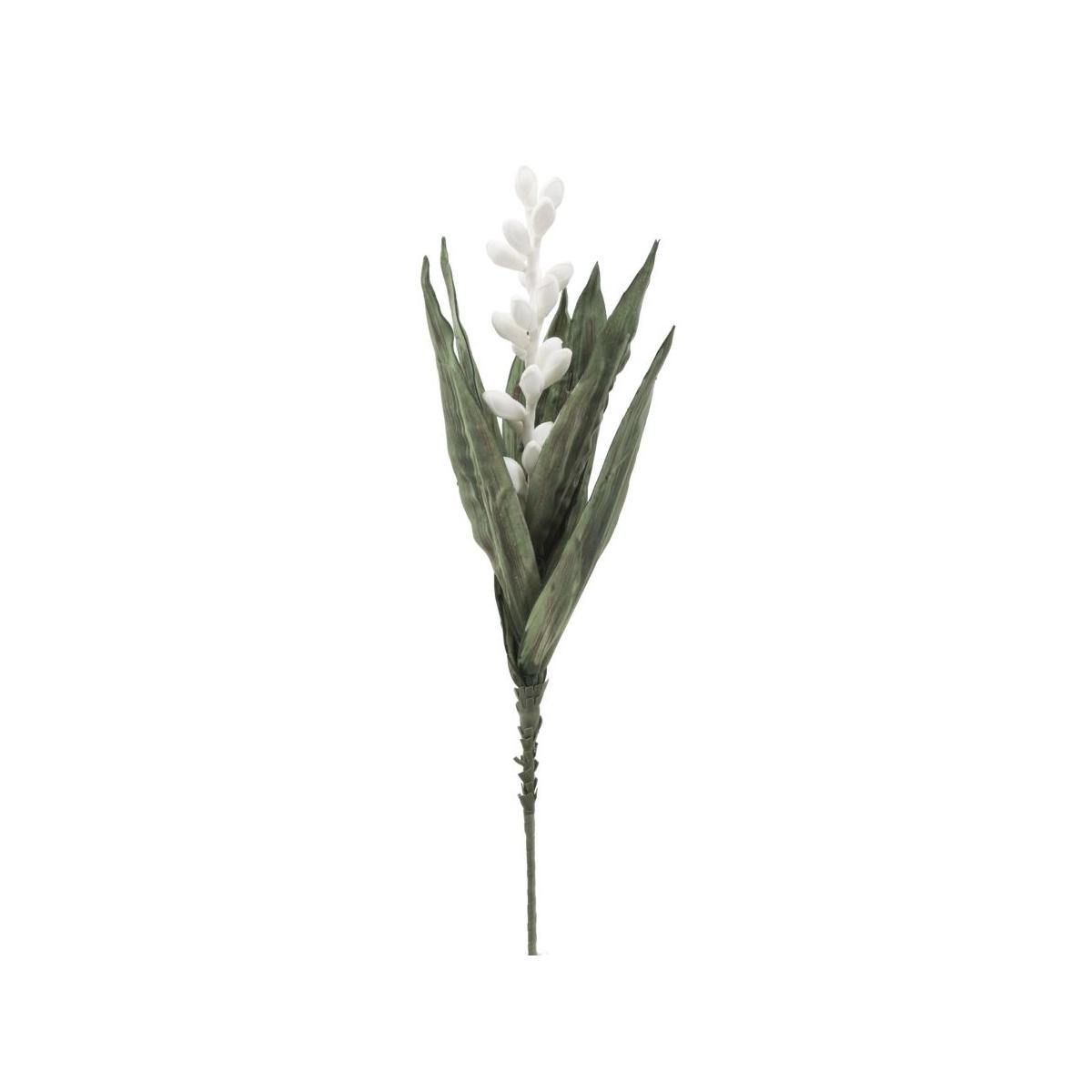 Fiore Aloe Flower Bianco cm.Ø23x93
