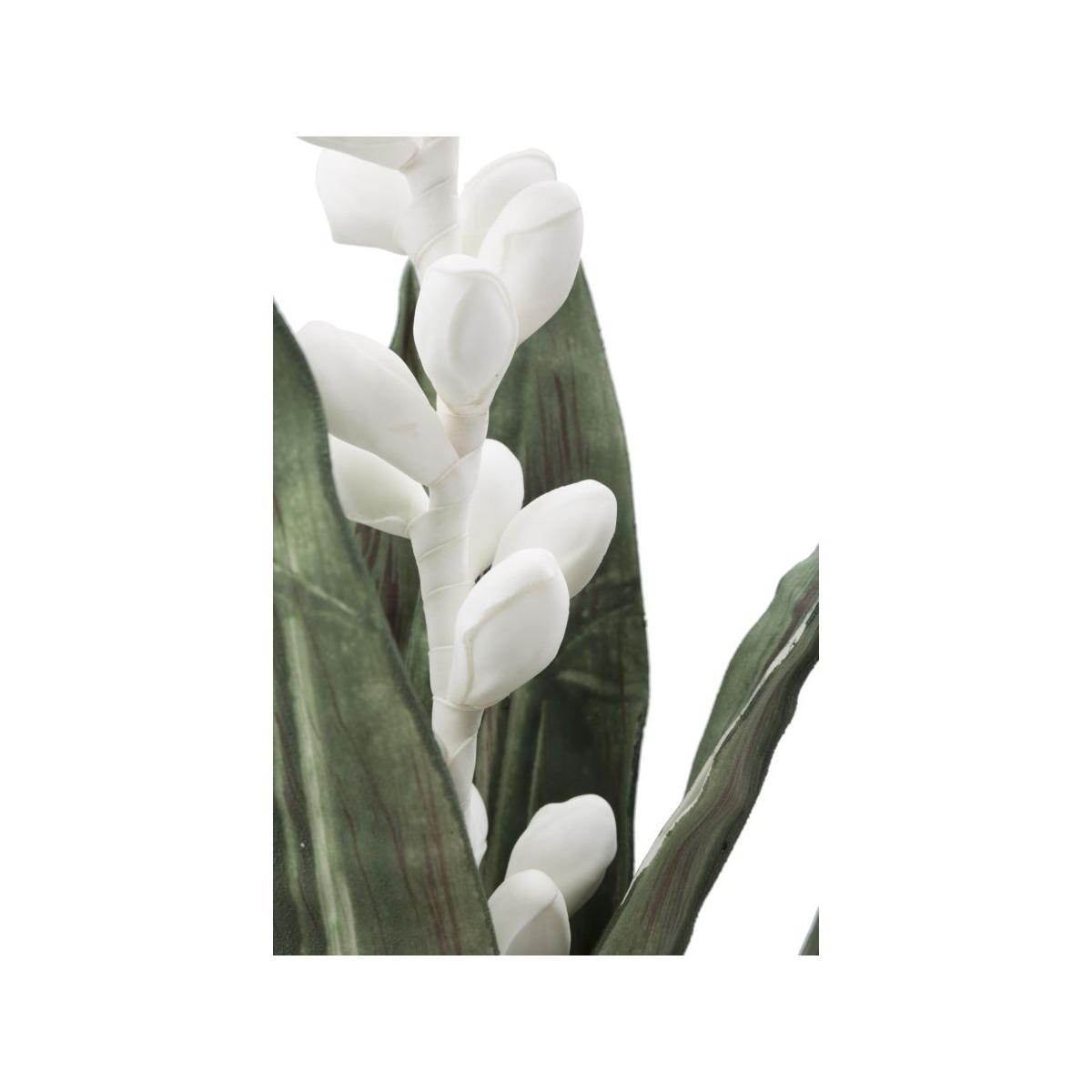 Fiore Aloe Flower Bianco cm.Ø23x93