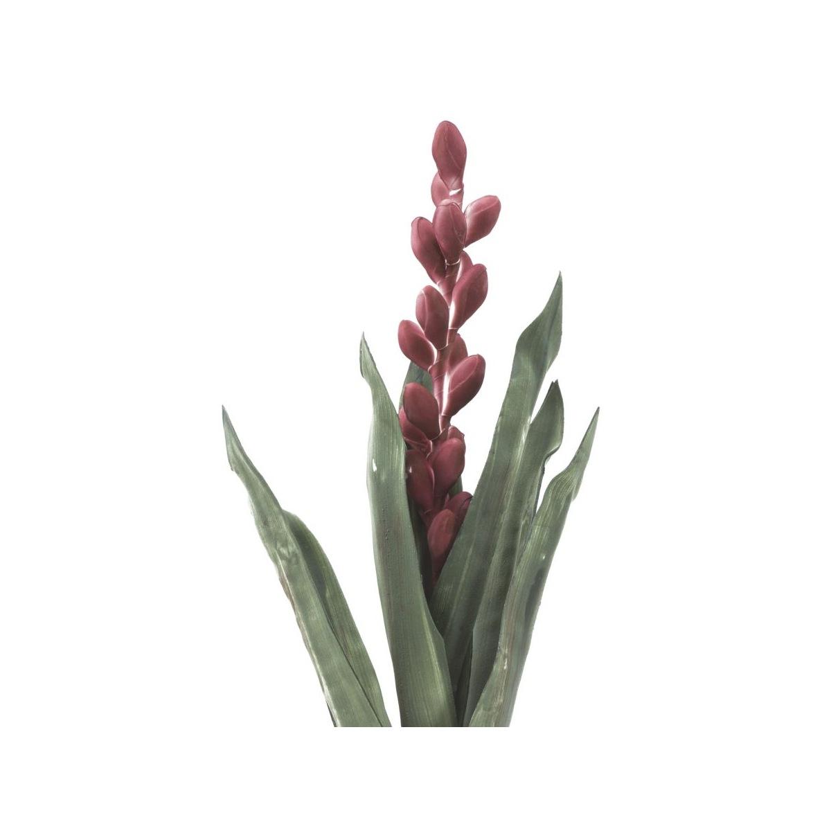 Fiore Aloe Flower Rosa cm.Ø23x93