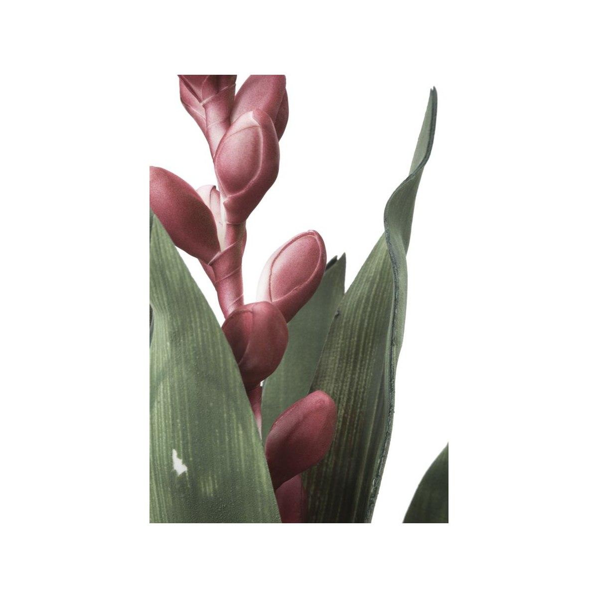 Fiore Aloe Flower Rosa cm.Ø23x93