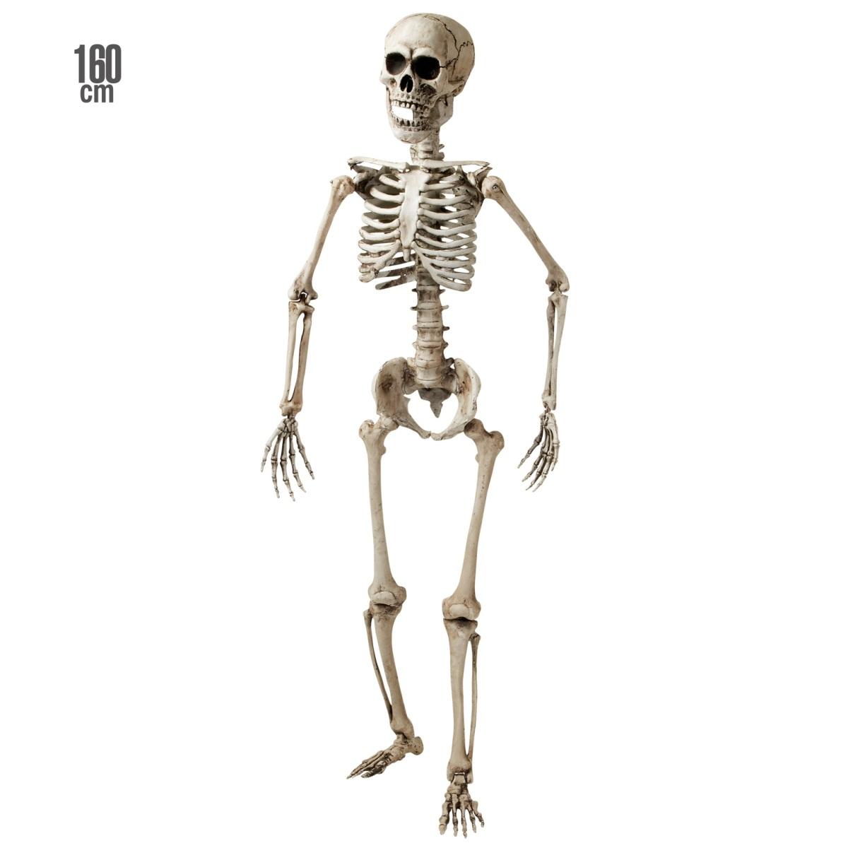 Scheletro Posabile cm.160 |Widmann