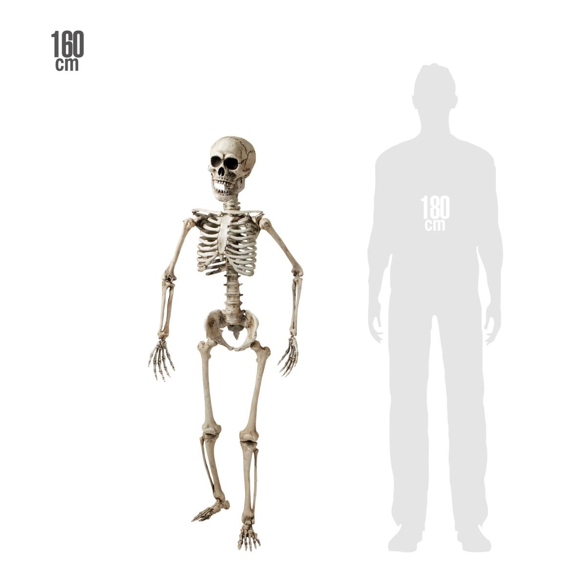 Scheletro Posabile cm.160 |Widmann